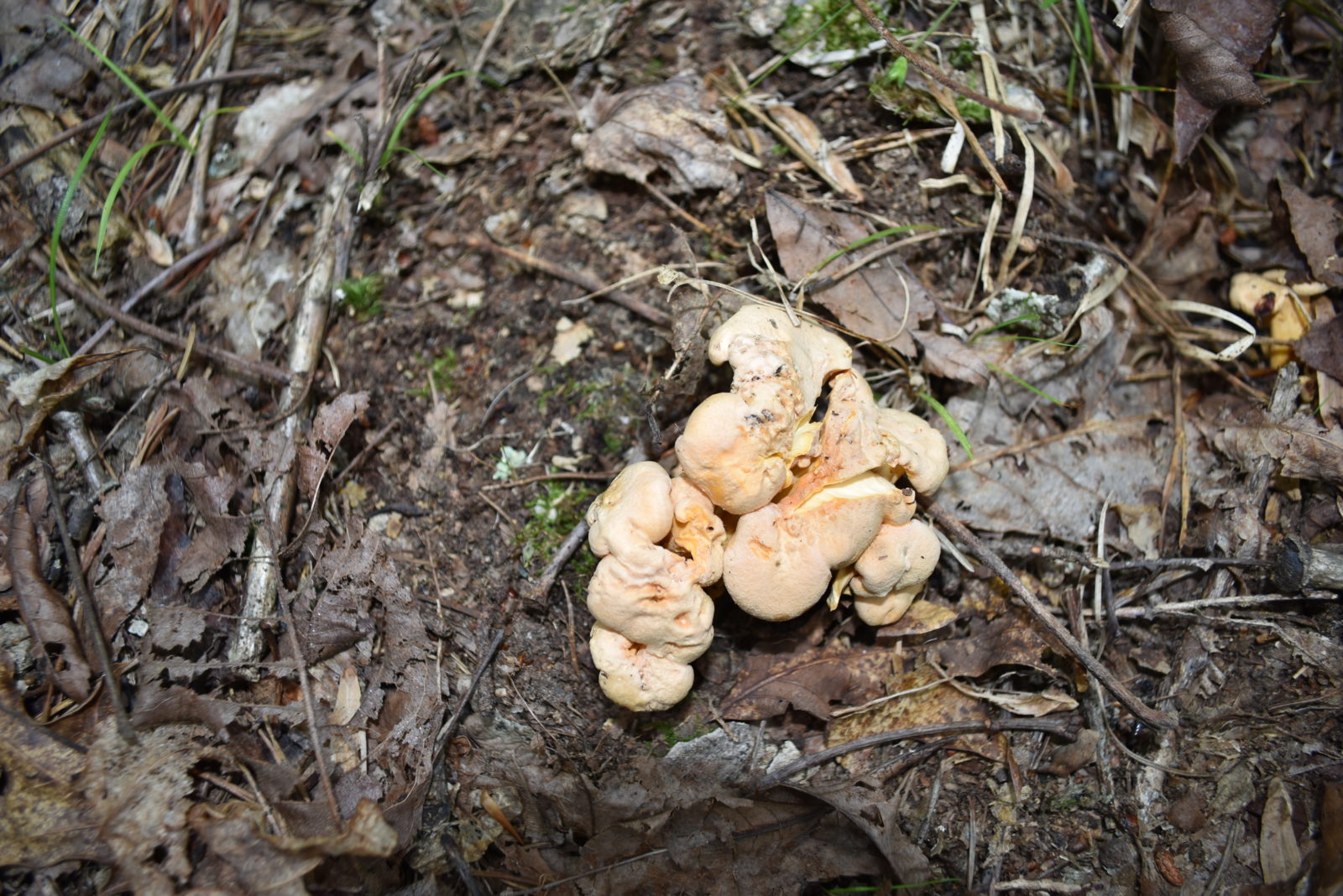 جنگل کے فرش پر ہموار chanterelles کی ایک تصویر؛ وہ خاکستری نارنجی رنگ کے ہوتے ہیں اور ان کی گول گڑبڑ سے منظم چوٹی ہوتی ہے۔