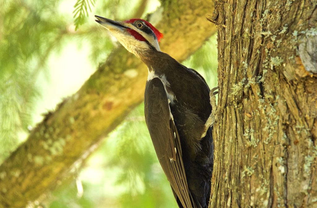 ایک ڈھیر شدہ woodpecker کی ایک تصویر؛ ایک سیاہ پرندہ جس کا سر سفید ہوتا ہے جس کے اوپر سرخ موہاک ہوتا ہے۔