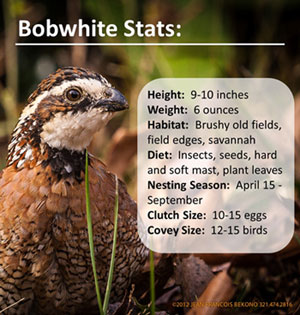 bobwhite-status