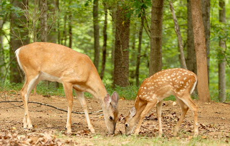 DOE اور Fawn