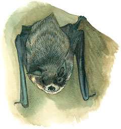 gray-bat