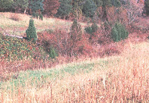 habitat