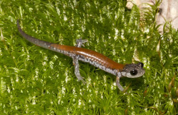 Yonahlossee Salamander کی ایک تصویر