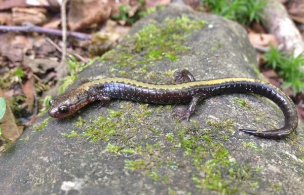 Shenandoah Salamander کی ایک تصویر