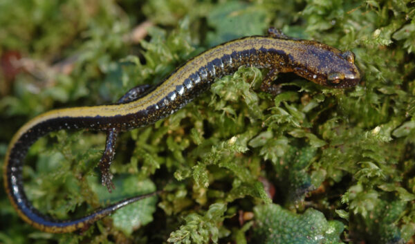 ایسٹرن ریڈ بیکڈ سلامینڈر کی تصویر