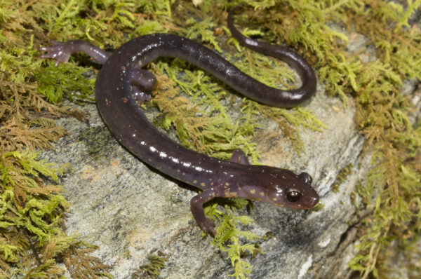 Wehrle's Salamander کی ایک تصویر
