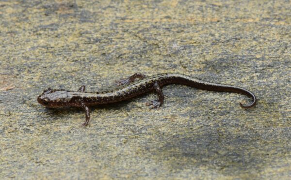 Dixie Caverns Salamander کی ایک تصویر