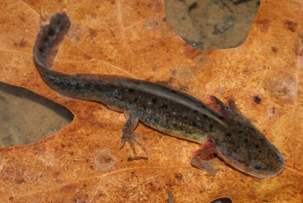 Mole Salamander کی ایک تصویر