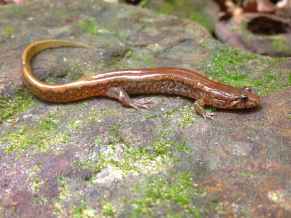 Allegheny Mountain Dusky Salamander کی ایک تصویر