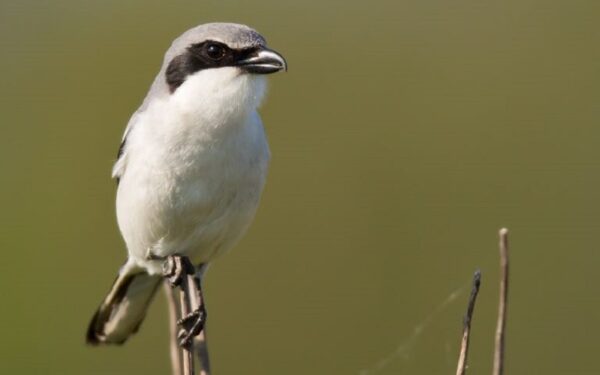 ڈزنی وائلڈ لائف پرزرو میں لوگر ہیڈ شائیک