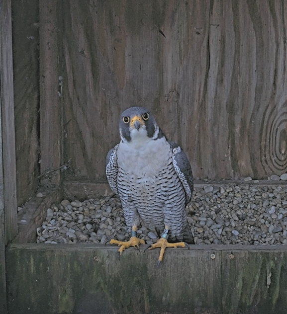 59/BM the Richmond male staring at the camera.