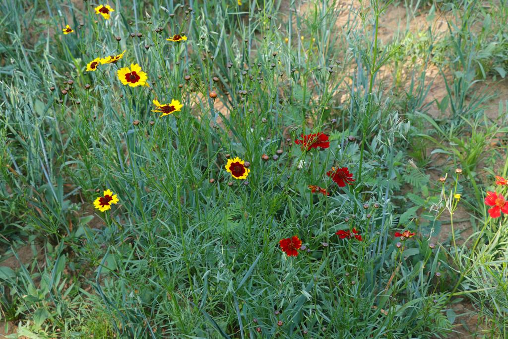 Coreopsis tinctoria اور جئی بٹیر کے لیے دوستانہ وائلڈ لائف کوریڈور میں اگتے ہیں۔