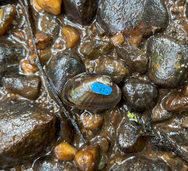 Dwarf Wedgemussel کی ایک تصویر