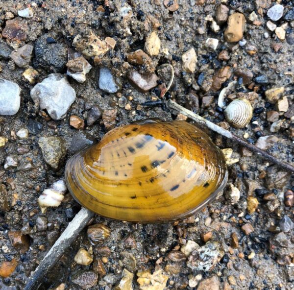 Pheasantshell کی ایک تصویر