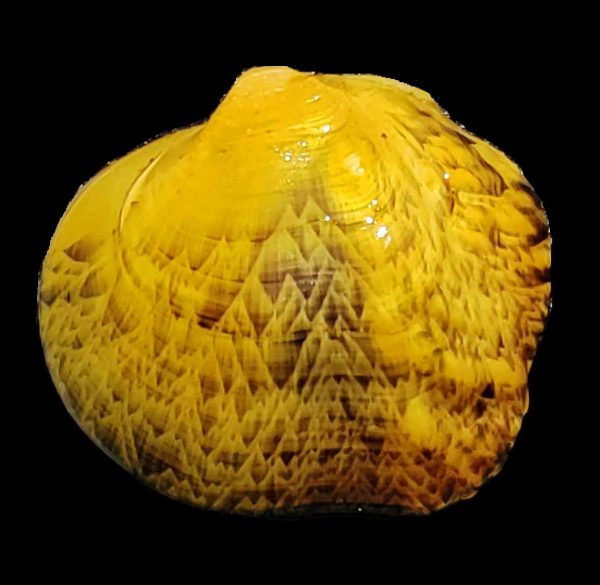 Appalachian Rockshell کی ایک تصویر