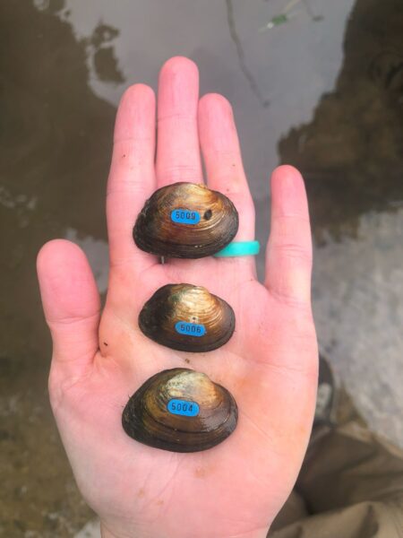 Slippershell Mussel کی ایک تصویر