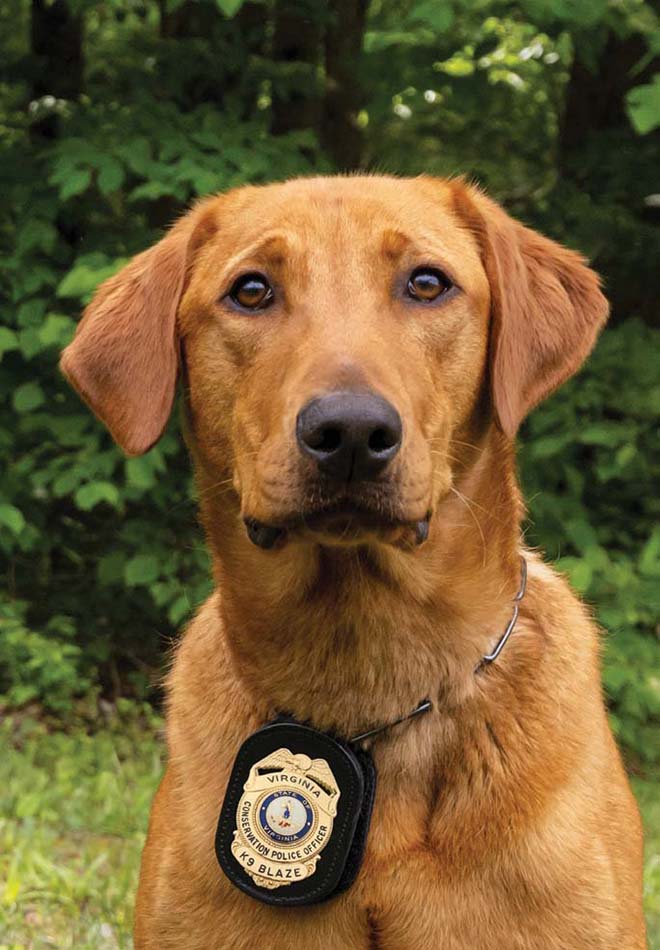 K9 Blaze کی تصویر