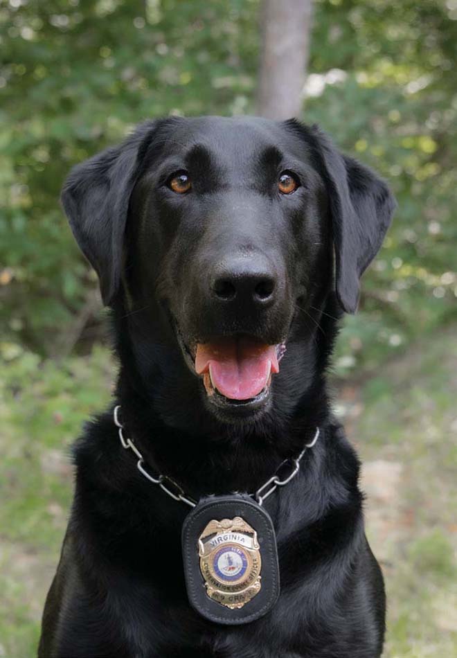 K9 Grace کی ایک تصویر