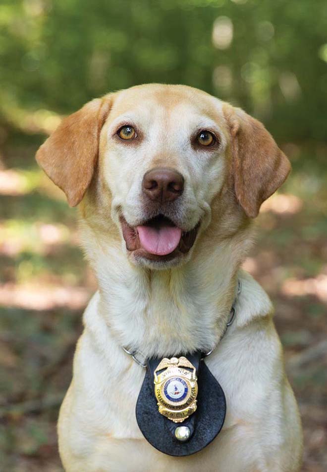 K9 Lily کی ایک تصویر