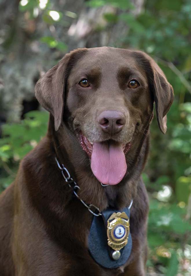 K9 Reese کی ایک تصویر