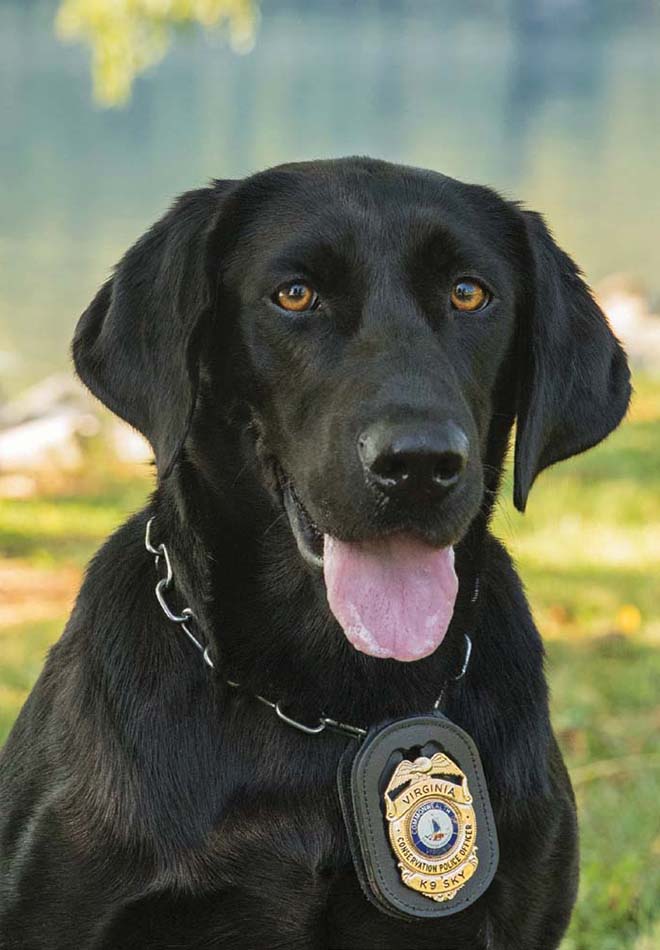 K9 اسکائی کی تصویر