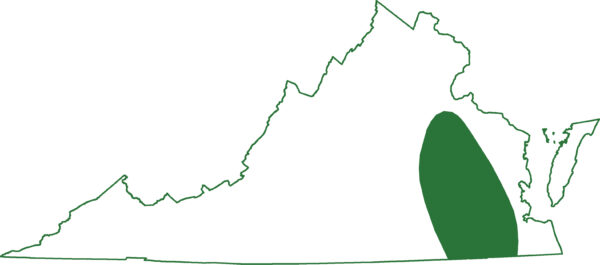 مشرقی سائرن مشرقی ورجینیا کے کچھ علاقوں میں پایا جاتا ہے۔