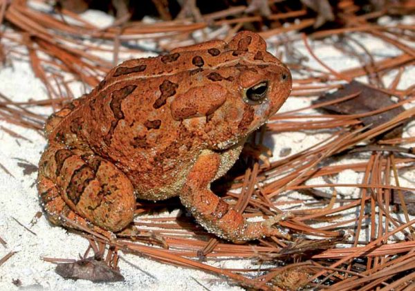Fowler's Toad کی ایک تصویر