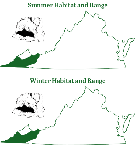سرمئی چمگادڑ ریاست کے سب سے مغربی علاقوں Appalachian صوبے میں پایا جاتا ہے۔