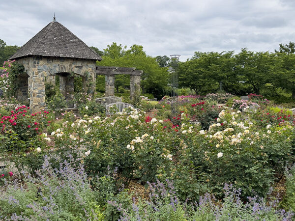 Cochrane Rose Garden ابر آلود دنوں میں بھی روشن اور خوبصورت ہے۔ شہد کی مکھیاں اور تتلیاں یہاں آسانی سے مل جاتی ہیں۔ فوٹو کریڈٹ: لیزا میس