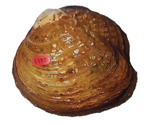 ایک بالغ Appalachian monkeyface mussel کی ایک تصویر جس پر ایک سرخ ٹیگ لگا ہوا ہے جس میں اسے mussel کے طور پر ظاہر کیا گیا ہے 6980