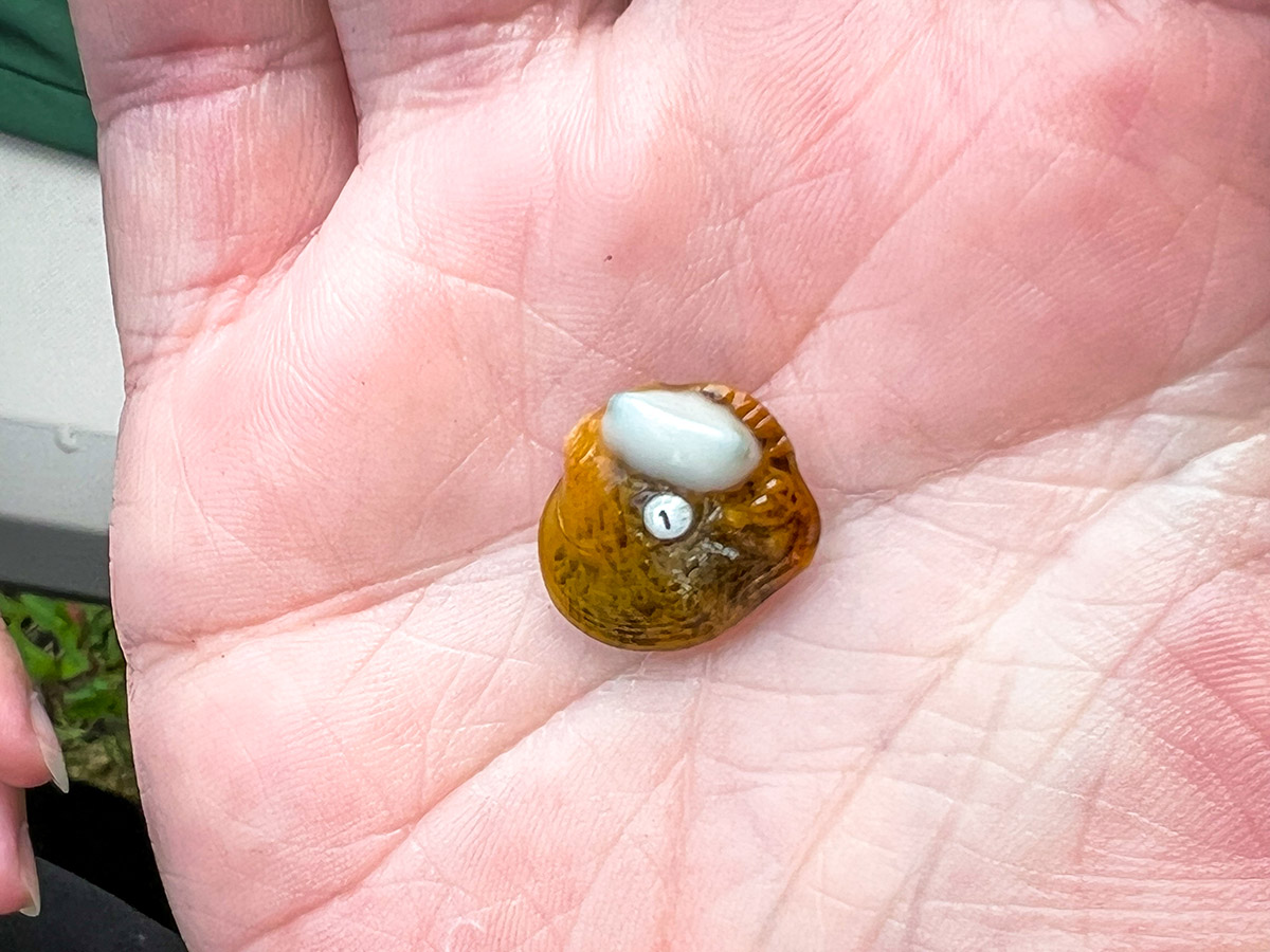 AWCC کے عملے کی طرف سے نسل کی گئی اور جاری کی گئی ایک نوجوان Appalachian monkeyface mussel کی تصویر؛ یہ پیتل نارنجی رنگ کا ہے جس میں سفید دھبہ ہے اور اس کے PIT ٹرانسپونڈر پر #1 ٹیگ ہے