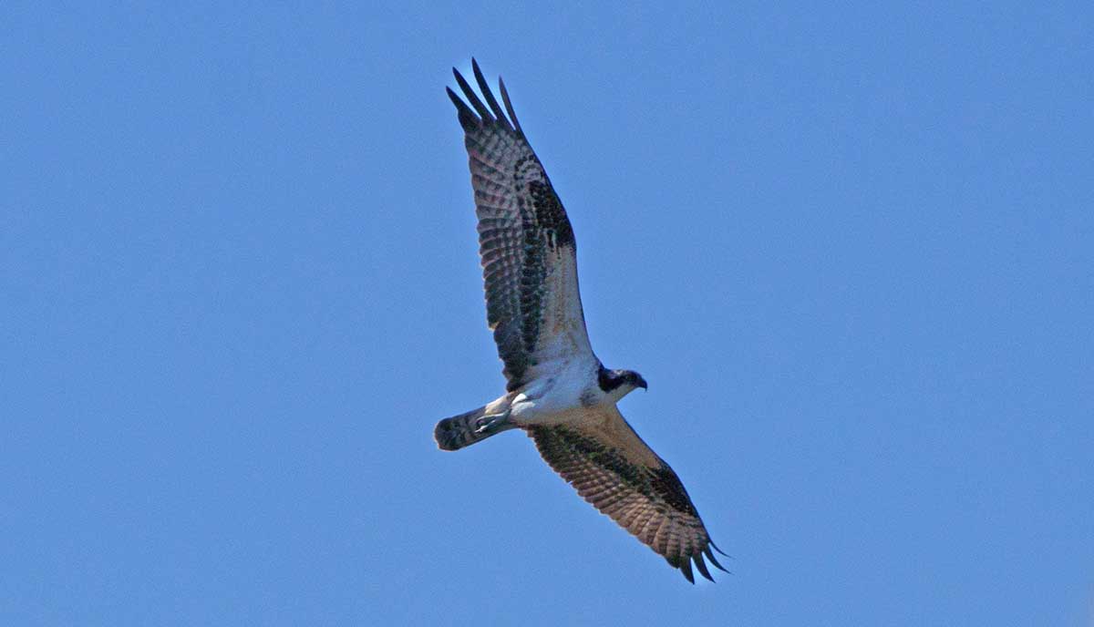 ایک osprey پرواز