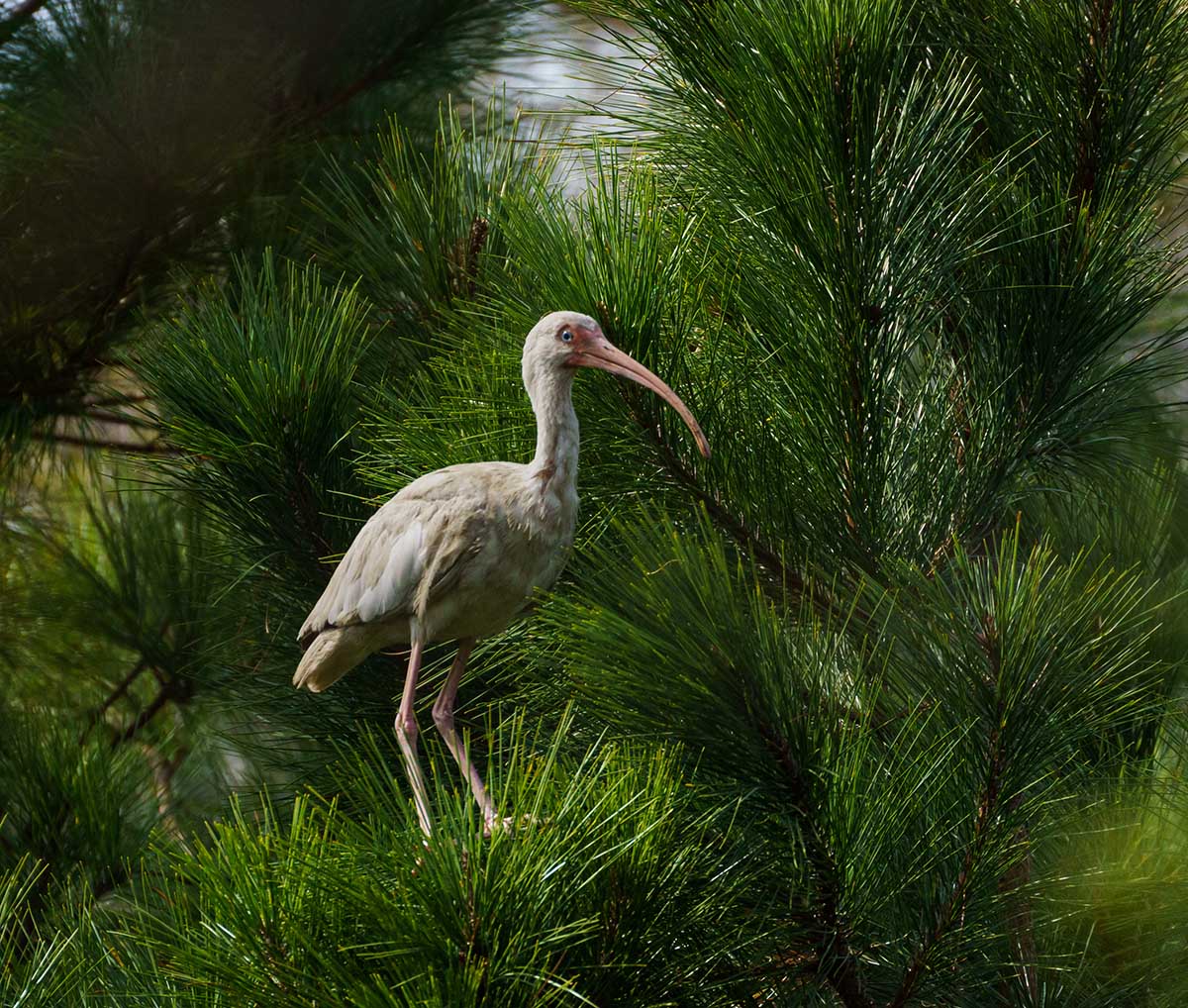 دیودار کے درخت میں ایک سفید ibis