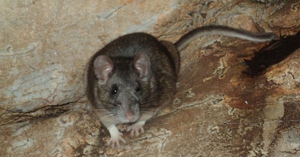 Allegheny woodrat کی ایک تصویر