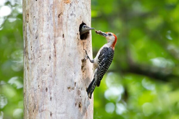 سرخ پیٹ والا Woodpecker جوان کو کھانا کھلاتا ہے۔ 