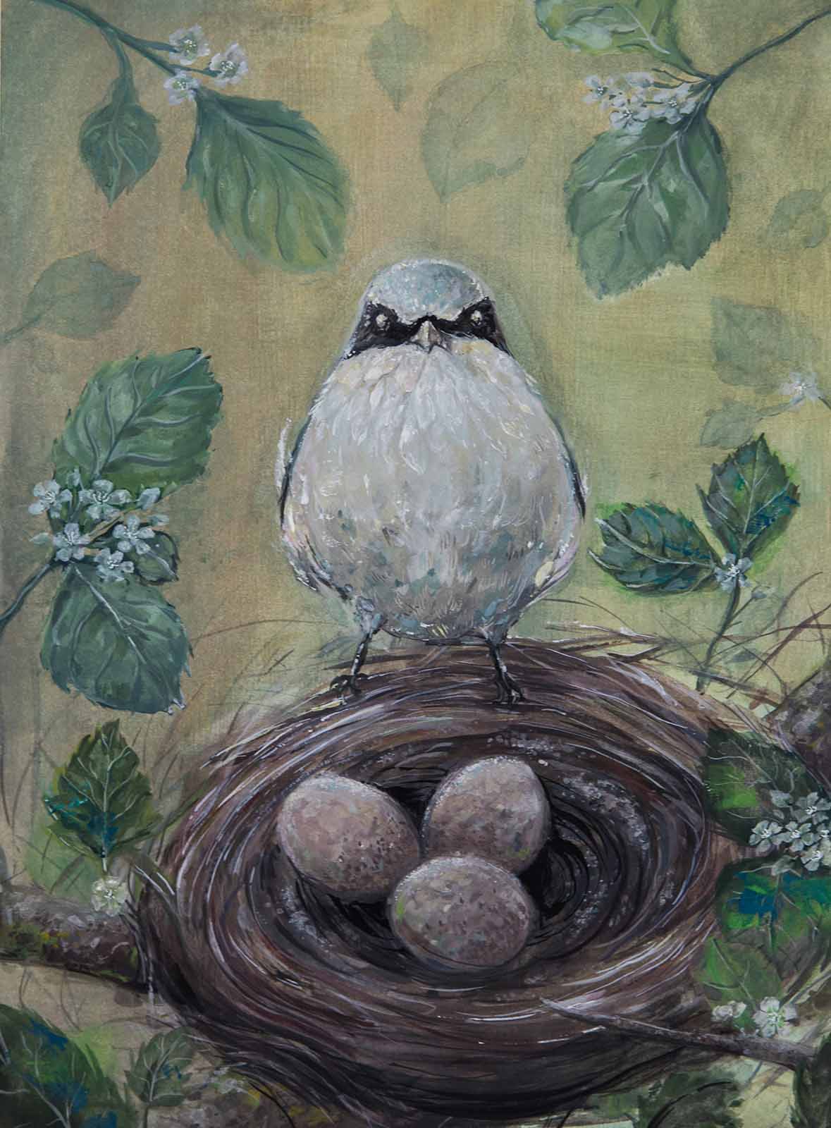 تین انڈوں پر مشتمل گھونسلے پر بیٹھا ہوا ایک لاگرہیڈ شْرائیک (loggerhead shrike)۔
