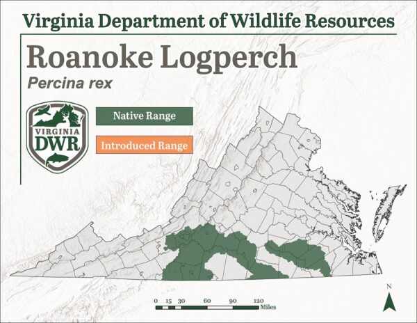 Roanoke Logperch (Percina rex) کی معروف تقسیم