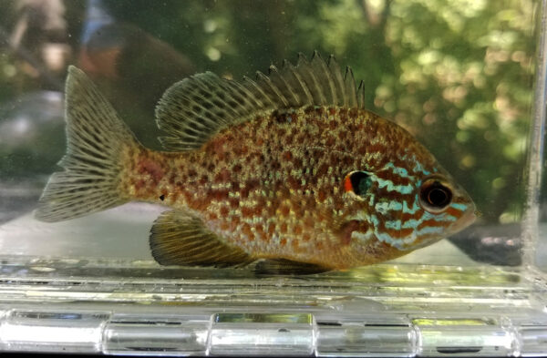 Pumpkinseed کی ایک تصویر