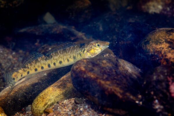 Roanoke Logperch کی ایک تصویر