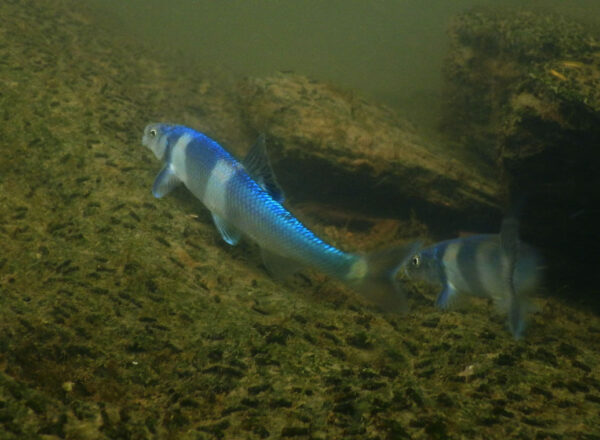 Spotfin Chub کی ایک تصویر