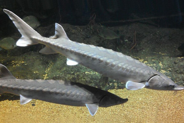 اٹلانٹک اسٹرجن کی تصویر