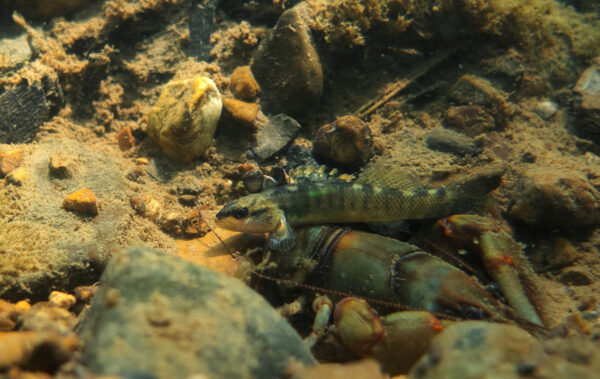 ندی کے نیچے گھر میں ایک Duskytail Darter۔