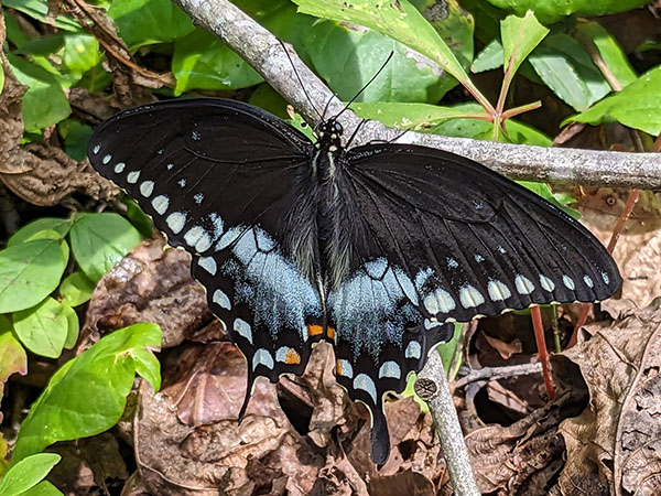 اسپائس بش swallowtail ان پرجاتیوں میں سے ایک ہے جو عام طور پر پورے پارک میں پائی جاتی ہے۔ فوٹو کریڈٹ: ہلڈا لی اسٹرینج