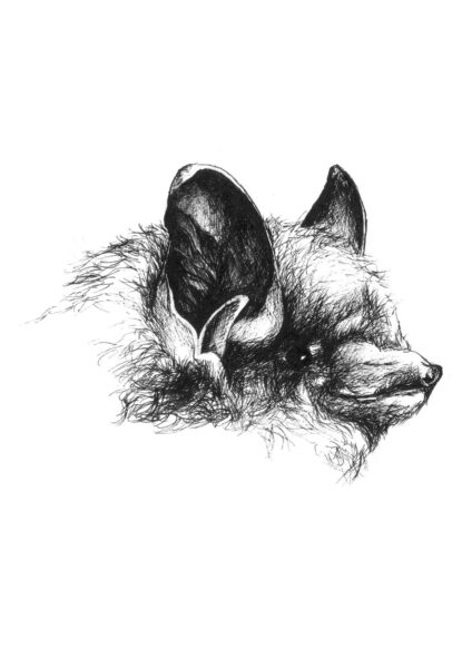 مشرقی pipistrelle کی ایک تصویر (سہ رنگی چمگادڑ)