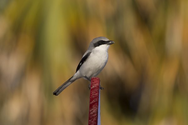 Loggerhead Shrike. ڈینس چرچ کی تصویر۔