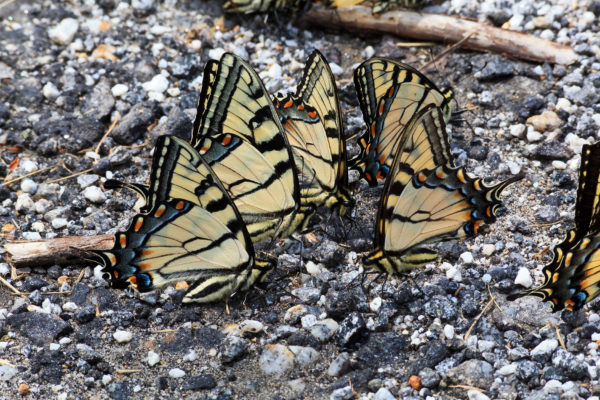 بجری والی سڑک پر نگلنے والی تتلیاں