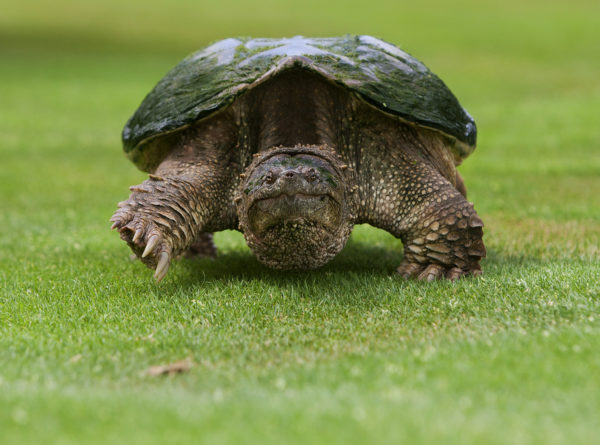 گولف کورس میں سفر کرتے ہوئے کچھوے کی تصویر۔ زمین پر رہنا ان کچھوؤں کے لیے ایک خطرناک وقت ہے جو ان کے جارحانہ رویے کا باعث بنتا ہے۔